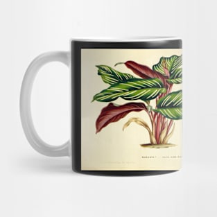 Calathea ornata - Botanical illustration Mug